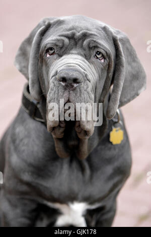 fight fighting animal Stock Photo