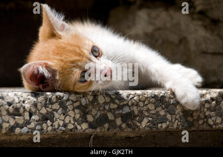 cat baby kitten animal child Stock Photo