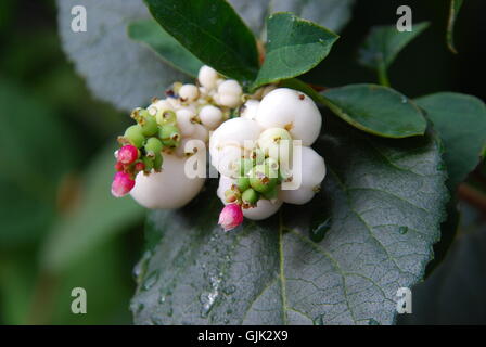 snowberry (symphoricarpos albus) Stock Photo