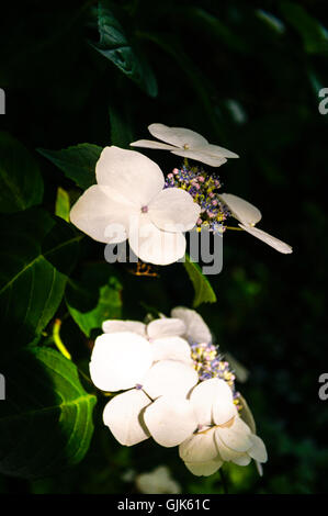 Pale white flower in sunlight Stock Photo
