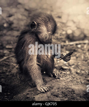 small monkey sitting on ground and looking at leaf Stock Photo