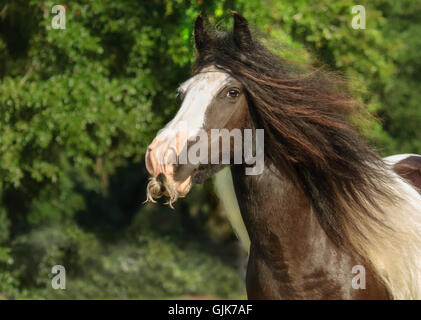 Gypsy Vanner Horse mare sporting extreme mustache Stock Photo - Alamy