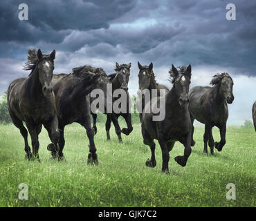 herd of black Percheron Draft Horses run to us with dark clouds overhead Stock Photo