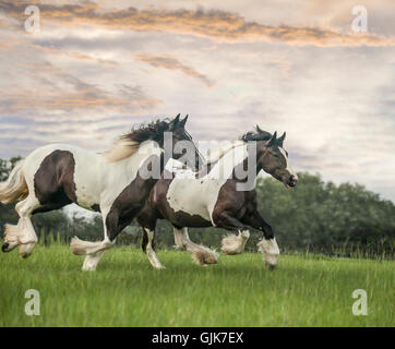 Gypsy Vanner Horse filly and mare running across tall grass field with sunset clouds in sky Stock Photo