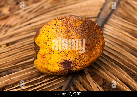 coconut on palm leaves Stock Photo