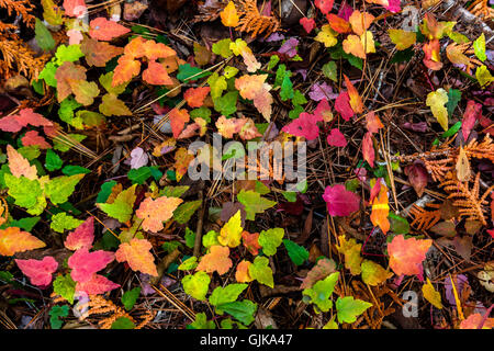 Colorful maple saplings in fall in Acadia National Park, Mount Desert Island, Maine. Stock Photo