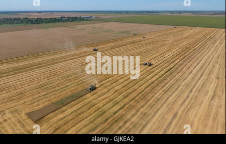 Cleaning wheat harvester. Ripe wheat harvester mowed and straw easily sprayed behind him. Stock Photo