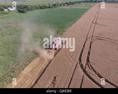 Cleaning wheat harvester. Ripe wheat harvester mowed and straw easily sprayed behind him. Stock Photo