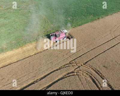 Cleaning wheat harvester. Ripe wheat harvester mowed and straw easily sprayed behind him. Stock Photo