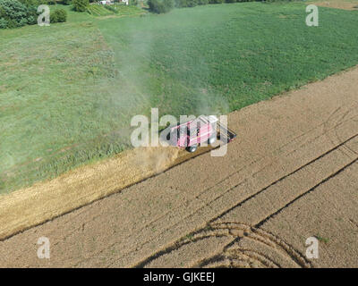 Cleaning wheat harvester. Ripe wheat harvester mowed and straw easily sprayed behind him. Stock Photo