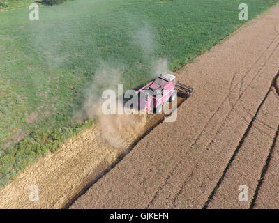 Cleaning wheat harvester. Ripe wheat harvester mowed and straw easily sprayed behind him. Stock Photo