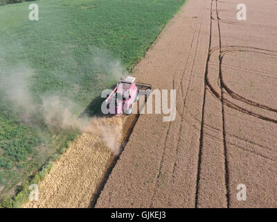 Cleaning wheat harvester. Ripe wheat harvester mowed and straw easily sprayed behind him. Stock Photo