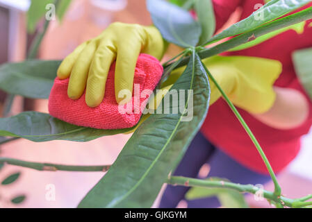 Female hands in gloves wipe dust from houseplants.
