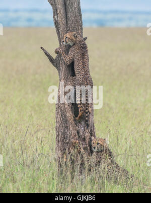 Cheetah cubs climbing a tree Stock Photo