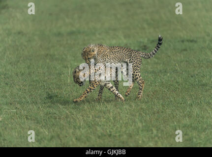Cheetah cubs playing Stock Photo