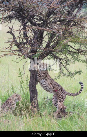 Cheetah cubs climbing a tree Stock Photo