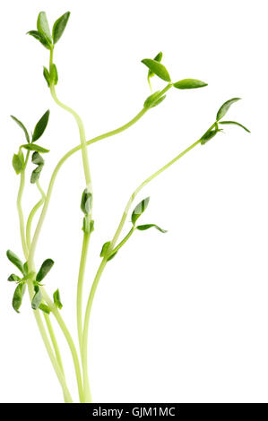leaves lawn green Stock Photo