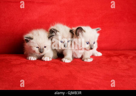 pet three cat baby Stock Photo
