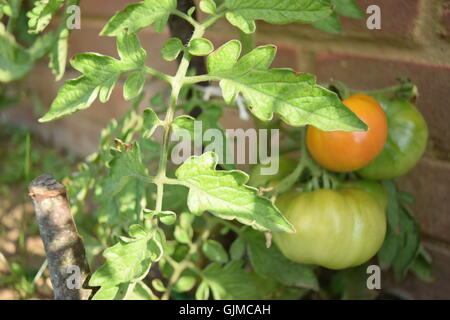 Unripened Tomatoes Growing on a Vine by the Wall Stock Photo