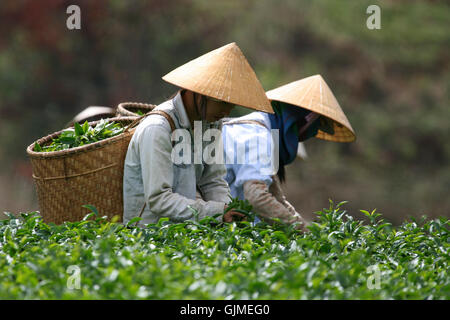 teepflucker on a tea plantation Stock Photo