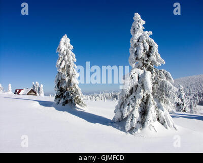 tree mountains winter Stock Photo