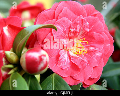 camellia adolphe audusson Stock Photo