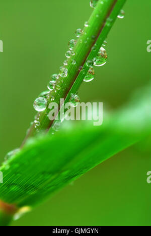 raindrop dew blade Stock Photo