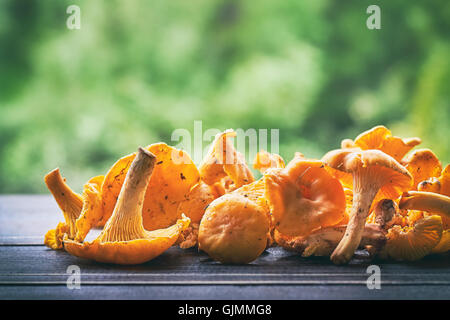 Freshly picked chanterelle mushrooms on wooden table against green blurry background. Plenty of copy space Stock Photo