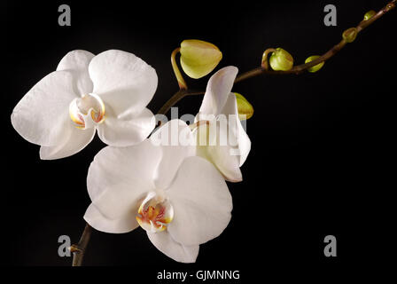 flower orchid plant Stock Photo