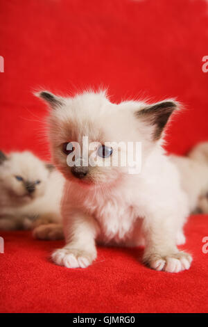 pet cat baby kitten Stock Photo