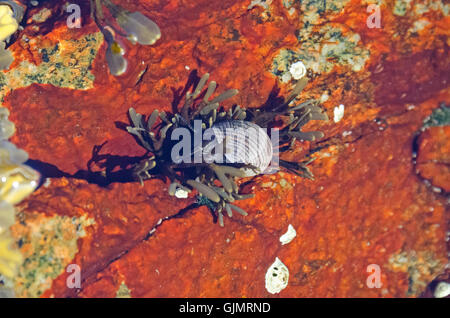 Common Periwinkle (Littorina littorea) feeding on rockweed, Mount Desert Island, Maine. Stock Photo