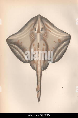 Small-eyed Ray (Raja microocellata), male, drawing Stock Photo - Alamy