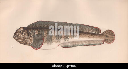 ATLANTIC WOLFFISH. Anarhichas lupus, Catfish, seawolf, wolf eel. COUCH, 1862 Stock Photo