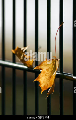 two withered maple tree leaves trapped between the bars of a black metal fence Stock Photo