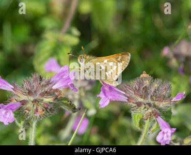 Silver-spotted skipper butterfly (Hesperia comma) nectaring on pink flowers, UK Stock Photo