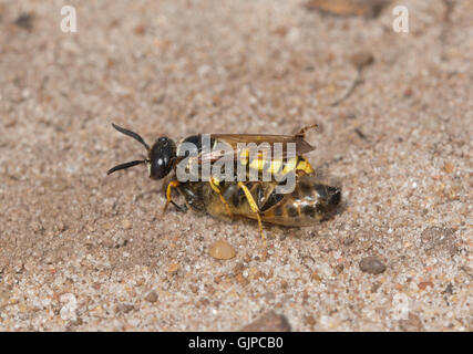 Macro of beewolf wasp (Philanthus triangulum) with honey bee (Apis) prey on sandy heathland habitat in Surrey, England Stock Photo
