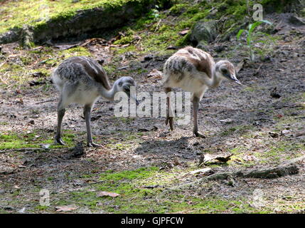 Two nandus or greater rhea (Rhea americana) cross the road in front of