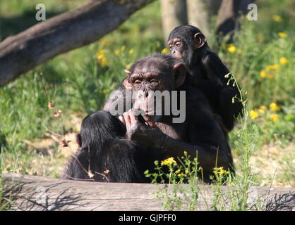 Female  Common chimpanzee (Pan troglodytes) with a youngster on her back, another young male facing her. Stock Photo