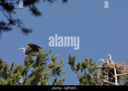 Three Grey Heron (Ardea cinerea) juvenile birds in the nest and parent bird at neighboring tree. Stock Photo