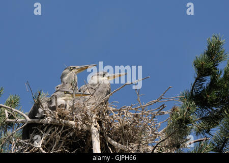 Three Grey Heron (Ardea cinerea) juvenile birds in the nest. National park Plesheevo Lake, Yaroslavl region, Russia Stock Photo