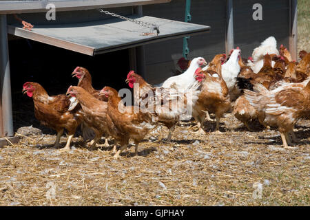 organic free-range chickens Stock Photo