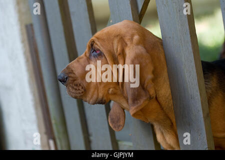 bloodhound puppy waiting for owner to come home Stock Photo