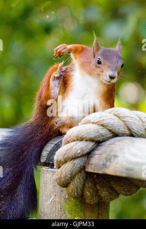 red squirrel scratching itself Stock Photo