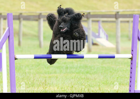 standard poodle doing agility jumping Stock Photo