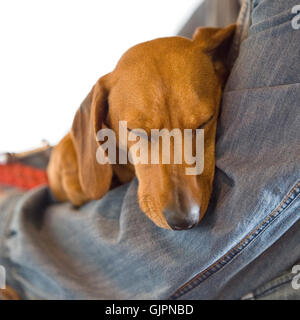 dachshund sleeping in a persons arms Stock Photo
