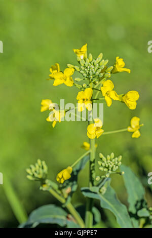 Close up of Canola Flowers and Buds Stock Photo