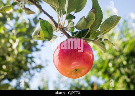 Red apple on apple tree branch Stock Photo