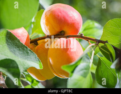 Ripe apricots on a tree branch Stock Photo