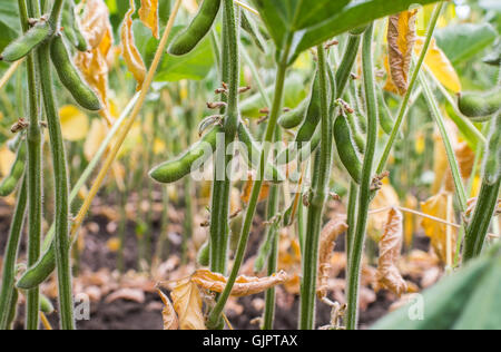 Soybeans field closeup in summer Stock Photo