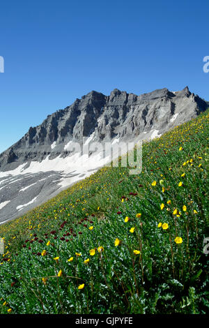 Wildflowers and Gilpin Peak, above Yankee Boy Basin, near Ouray, Colorado USA Stock Photo